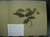 Herbarium sample